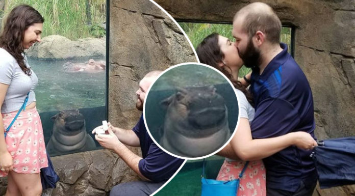 Una hipopótamo ‘photoboomea’ propuesta en un zoológico; ¡se robó la atención de todo Internet!