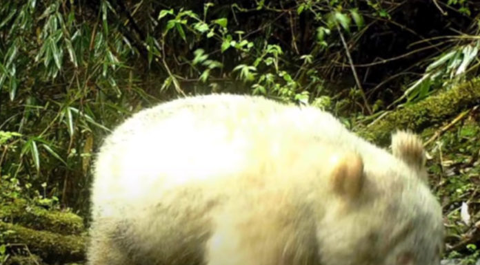 Panda Albino es captado por primera vez en la historia