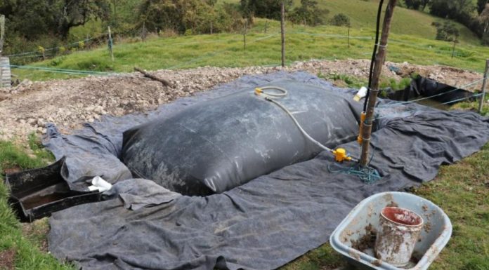 Campesinos generan gas para sus viviendas con estiércol de las vacas