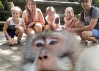 Mono de Bali se toma peculiar selfie con una familia australiana