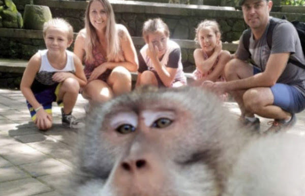 Mono de Bali se toma peculiar selfie con una familia australiana