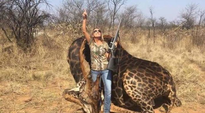 Una mujer asesinó a una jirafa negra y se saca fotos junto al cadáver