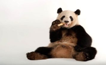 El panda gigante sale de la lista de animales en peligro de extinción