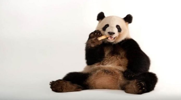 El panda gigante sale de la lista de animales en peligro de extinción