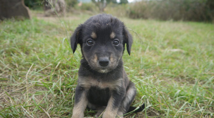Conoce a Cocaí la perrita callejera que ahora es mochilera