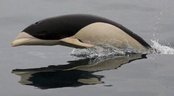Captan por primera vez al delfín liso en el Estrecho de Magallanes