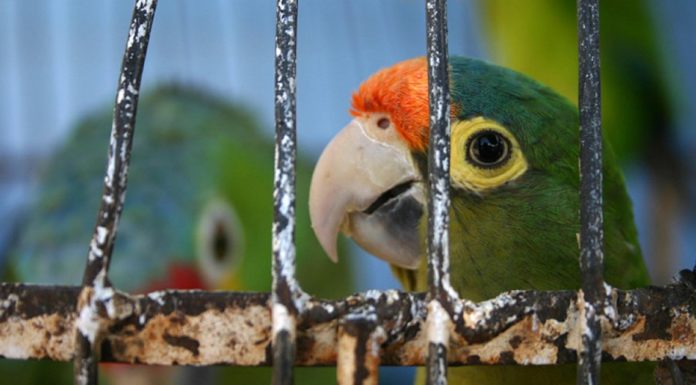 Tribunal en la India prohibe enjaular las aves y reconoce sus derechos