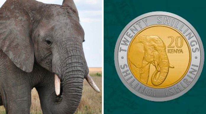 Kenia sustituye a los políticos por animales africanos en sus nuevas monedas
