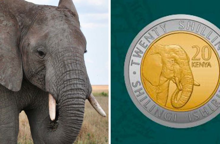 Kenia sustituye a los políticos por animales africanos en sus nuevas monedas