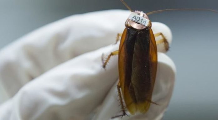 La leche de cucaracha va a convertirse en el nuevo superalimento, según la ciencia