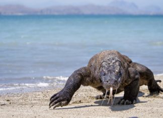 Indonesia cerrará la isla de Komodo para proteger a sus dragones autóctonos
