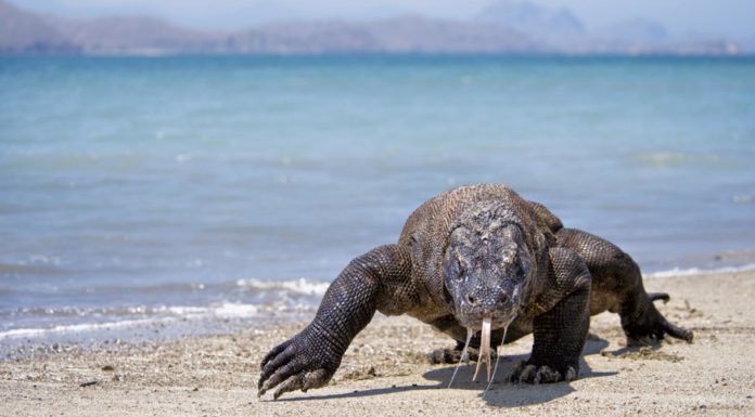 Indonesia cerrará la isla de Komodo para proteger a sus dragones autóctonos