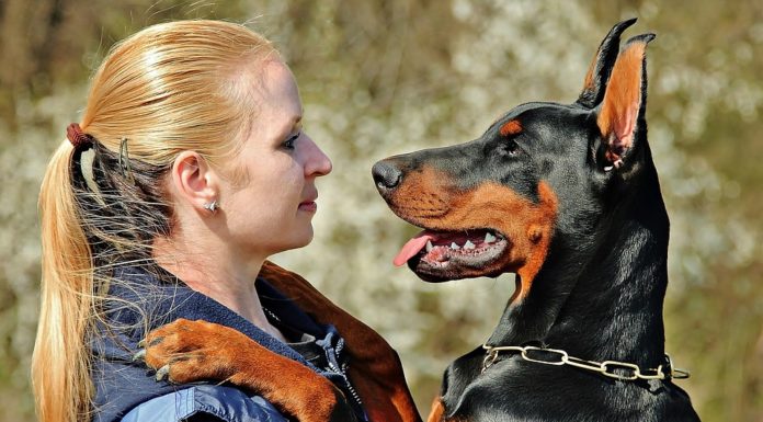 Algunas personas quieren más a sus mascotas que a otros seres humanos, según estudio