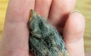 Le pagaron un Uber a ave herida porque estaban muy ebrios para manejar