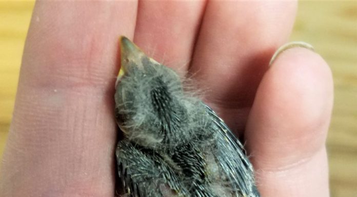 Le pagaron un Uber a ave herida porque estaban muy ebrios para manejar