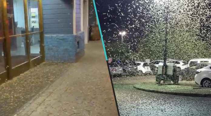 Saltamontes invadieron Las Vegas y son tantos que pueden ser vistos desde el espacio