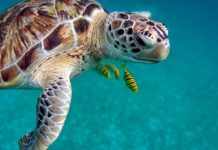 Hospedaje gratis y todo incluido en un lujoso hotel, a cambio de cuidar tortugas ¿Quién dice yo?