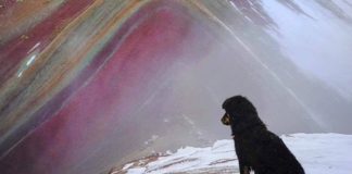 Doc, el perrito que se gana la vida siendo guía en la montaña de 7 colores en Perú