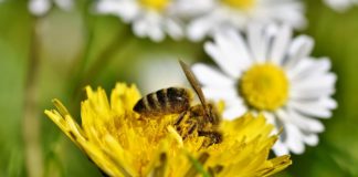 Ciudad holandesa convirtió 320 paradas de autobús en “paradas de abejas” para ayudar a que se reproduzcan