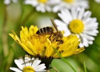 Ciudad holandesa convirtió 320 paradas de autobús en “paradas de abejas” para ayudar a que se reproduzcan