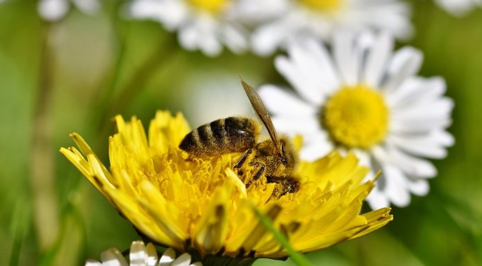 Ciudad holandesa convirtió 320 paradas de autobús en “paradas de abejas” para ayudar a que se reproduzcan