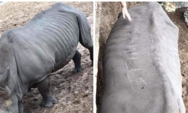 Turistas escribieron sus nombres en el lomo de rinoceronte