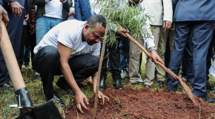 Etiopía siembra 350 millones de árboles en 12 horas para combatir la deforestación