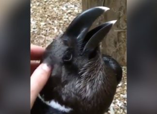 ¿Es esto un ave o un conejo?