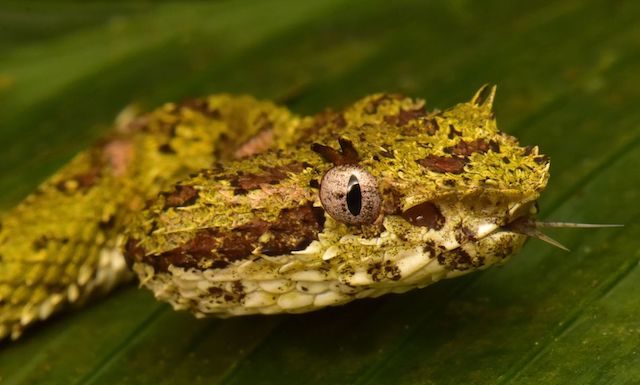 Docenas de criaturas que se creían extintas son descubiertas en una ciudad perdida