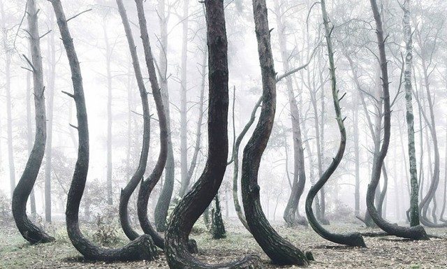 Un extraño bosque para la ciencia
