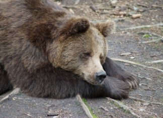 Estados Unidos ingresa nuevamente a los osos Grizzly de Yellowstone a la lista de especies protegidas