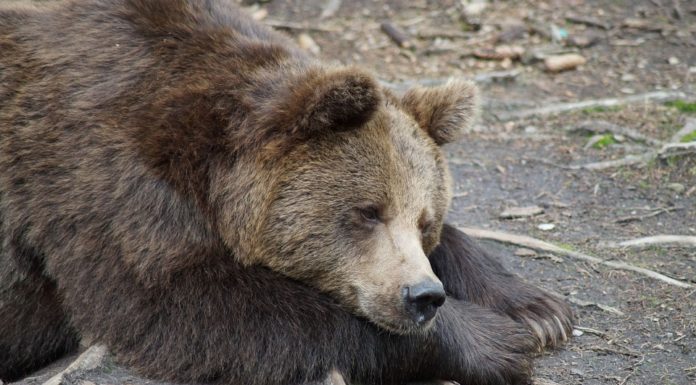 Estados Unidos ingresa nuevamente a los osos Grizzly de Yellowstone a la lista de especies protegidas