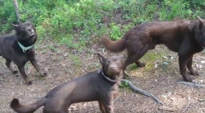 Los mejores actores: Tres perros fingieron ser estatuas ante turistas y se volvieron viral