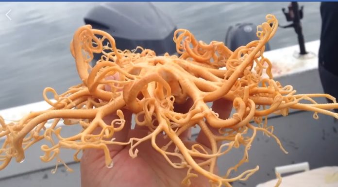 Conoce a este misterioso animal descubierto en aguas de Alaska