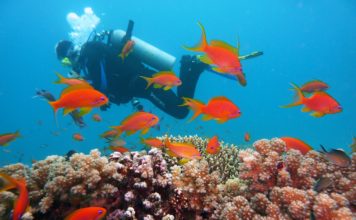 Las mejores experiencias de deportes acuáticos en Cancún