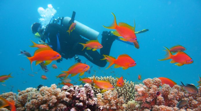 Las mejores experiencias de deportes acuáticos en Cancún