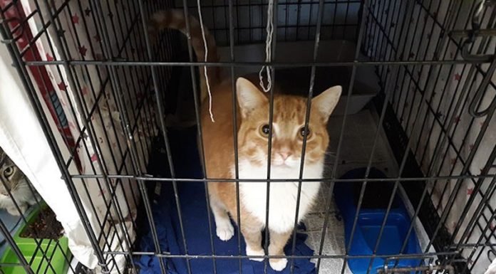 Esta ciudad estadounidense propone pagar sus multas alimentando a los gatos abandonados.