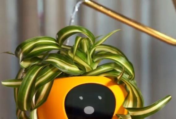 Lua es una maceta personalizada que te informará lo que necesita tu planta