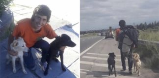 Adoptó dos perros en Chile y ningún bus quiso llevarlo. No los abandonó y regresó caminando a Mendoza