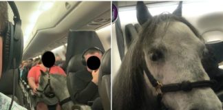 Pony sorprende a pasajeros al viajar en la cabina