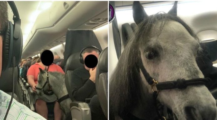 Pony sorprende a pasajeros al viajar en la cabina