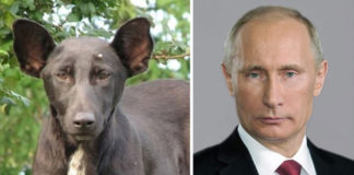 10 perros que son idénticos a estas celebridades