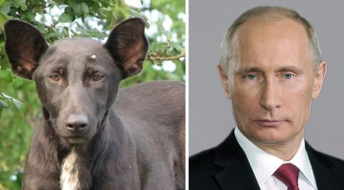 10 perros que son idénticos a estas celebridades