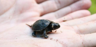Especie de tortuga que se creía extinta, renace en un templo hindú de la India