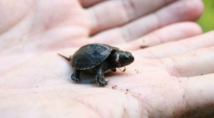 Especie de tortuga que se creía extinta, renace en un templo hindú de la India