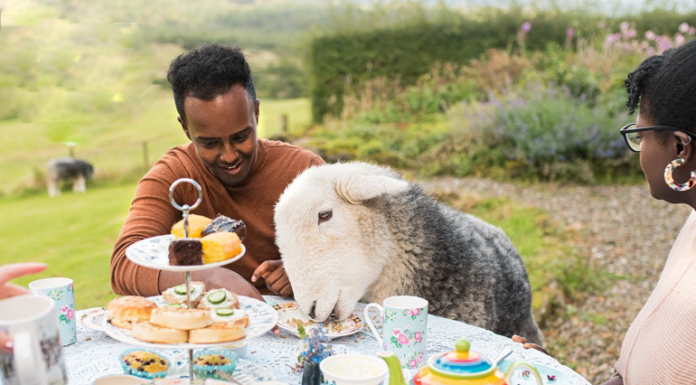 Airbnb propone que te puedas alojar con animales del país que visites haciendo conexión con la naturaleza