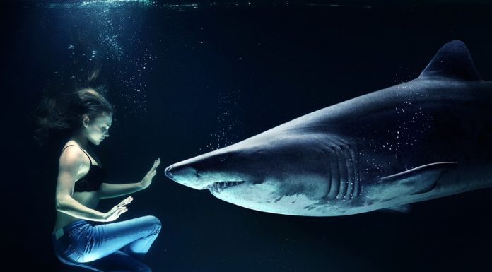 FOTO: Un niño de 8 años pesca un tiburón de 314 kilos