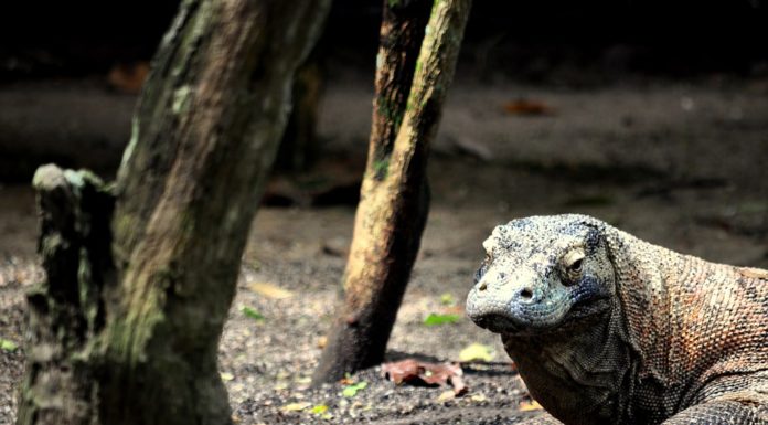 Los turistas deberán de pagar $ 1,000 para ingresar a ver al dragón de Komodo