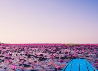 Este lago se convirtió en una alfombra de flores de loto