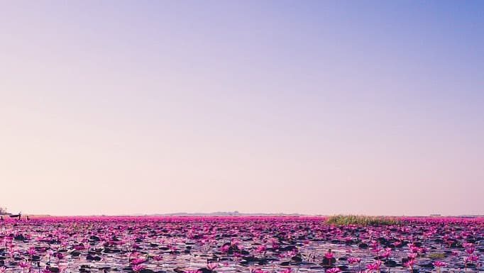 Este lago se convirtió en una alfombra de flores de loto